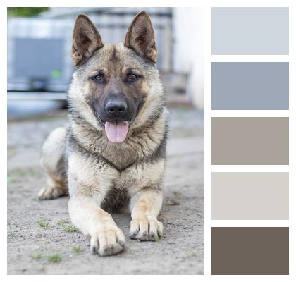 Alsatian Dog German Shepherd Image